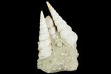 Fossil Gastropod (Haustator) Cluster - Damery, France #86573-1